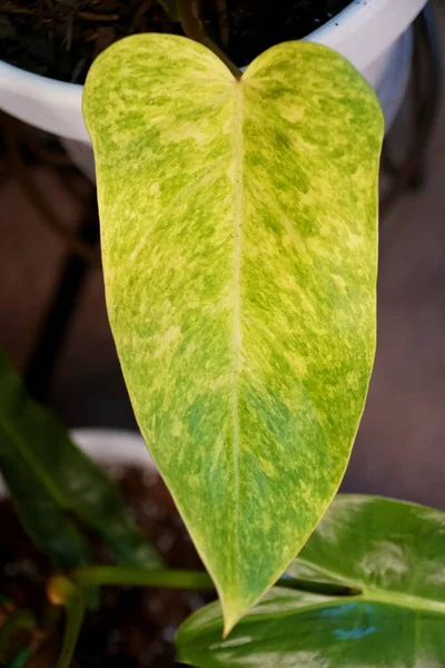 Een Geel Groen Bonte Blad Van Philodendron Painted Lady — Stockfoto