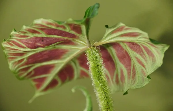 Una Bella Foglia Rossa Posteriore Stelo Peloso Philodendron Verrucosum Una — Foto Stock