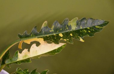 Popüler bir ev bitkisi olan Philodendron Ateş Çemberi 'nin çeşitli yapraklarını kapatın.