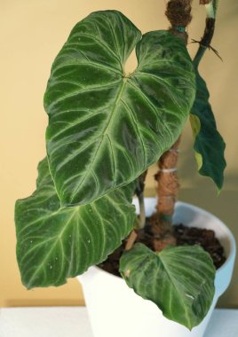 Beautiful green leaves of Philodendron Verrucosum, a popular houseplant clipart
