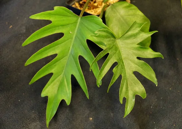 필로덴 타히티 Philodendron Tahiti 라고도 알려진 필로덴 마요이 Philodendron Mayoi — 스톡 사진