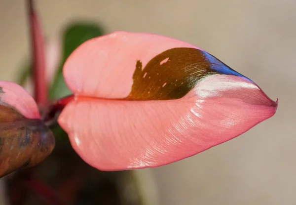 Krásná Světle Růžová Vínová Listí Philodendron Růžová Princezna — Stock fotografie