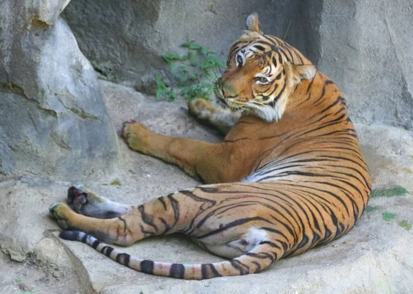 Ovanifrån Malaysisk Tiger Avkopplande Marken — Stockfoto