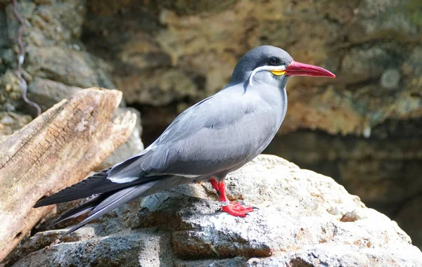 Een Inca Stern Een Grijze Vogel Met Witte Snorharen — Stockfoto