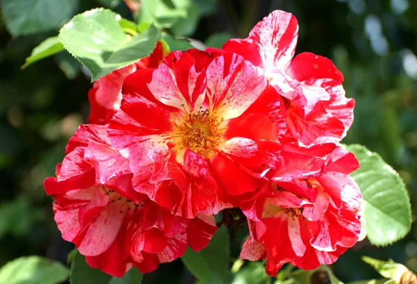 Hermosas Flores Rosadas Rojas Bicolor Plena Floración — Foto de Stock