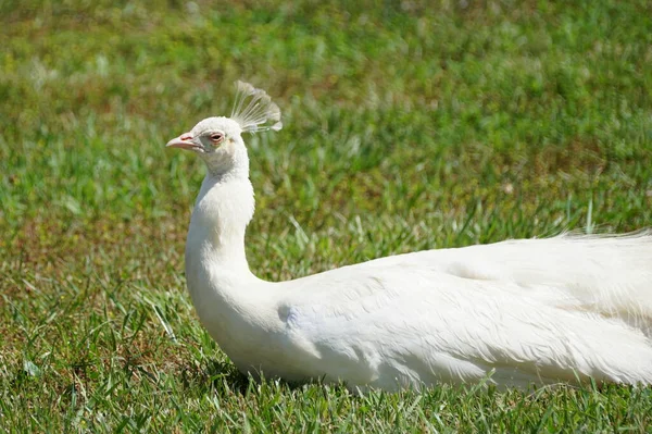一只长着美丽羽毛的白孔雀在草地上悠闲自在 — 图库照片