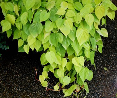 Philodendron Kalp Yaprağı 'Aureum' un parlak yeşil yaprakları