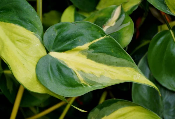 フィロデンドロンブラジルの黄色と緑の斑入りの葉 — ストック写真