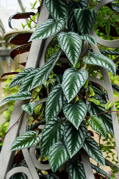 Hermosa Planta Tropical Trepadora Cissus Discolor También Conocida Como Cissus —  Fotos de Stock