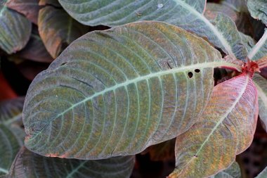 Hoffmannia bitkisinin çok renkli yaprağının yakın çekimi.