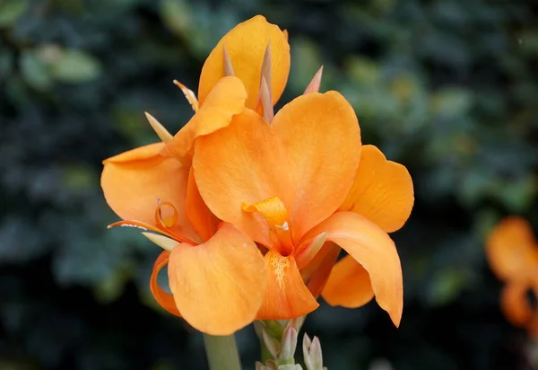 Hermosas Flores Canna Cannova Orange Shades Floreciendo Verano — Foto de Stock