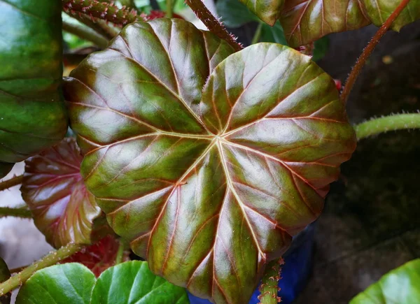 Hoja Verde Brillante Planta Begonia Rizomatosa — Foto de Stock