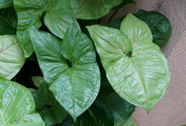 Bilimsel adı Strongylodon Macrobotrys olan yeşim-sarmaşık yaprakları