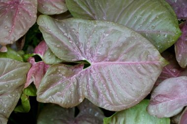 Güzel Sengonyum Neon Robusta yaprağı, Arrowhead Vine bitkisi olarak da bilinir.