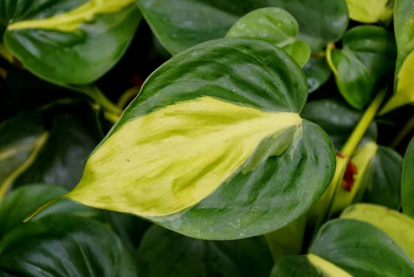 Philodendron Brasil 'in sarı ve yeşil varyasyonlu yaprağına yakın çekim