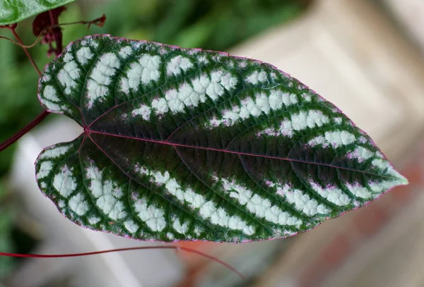 Primer Plano Hoja Cissus Discolor También Conocida Como Cissus Javana — Foto de Stock