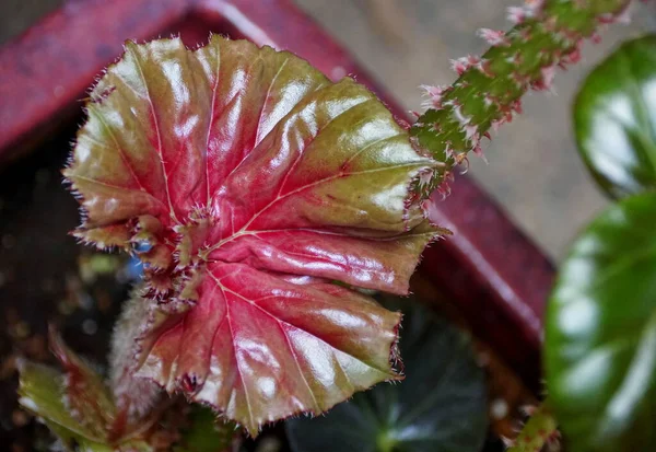 Une Feuille Juvénile Rouge Verte Brillante Plante Rhizomatous Begonia — Photo