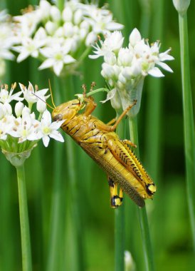 Sebze bahçesindeki beyaz soğan çiçeklerini yiyen bir çekirge.