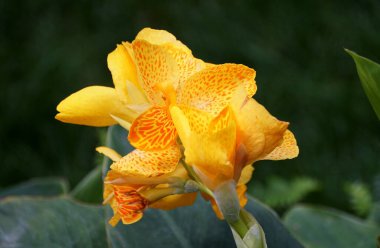 Güzel Can 't' Happy Emily CannaSol 'çiçekleri yazın açarken