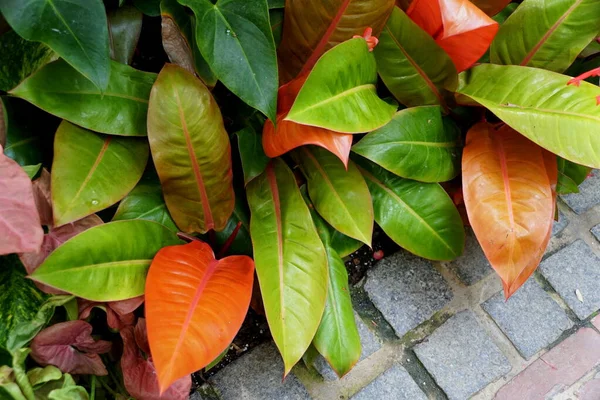 Portakal Prensi Philodendron 'un renkli yaprakları.
