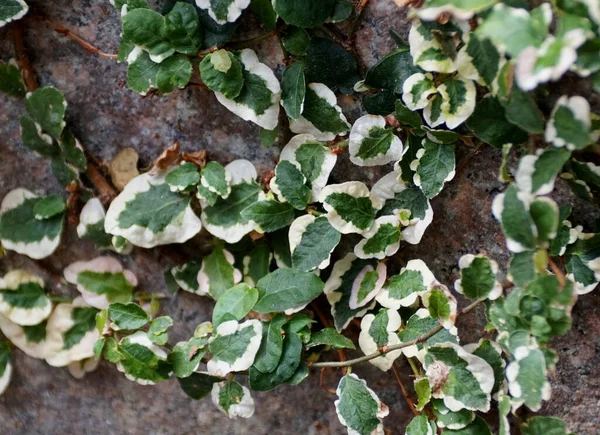 Hojas Diminutas Blancas Verdes Planta Higuera Rastrera Variegada —  Fotos de Stock