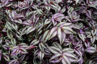 Mor renkli Tradescantia, Gezgin Yahudi bitkileri olarak da bilinir.