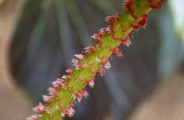 Rhizomatous Begonia bitkisinin kıllı kırmızı sapı