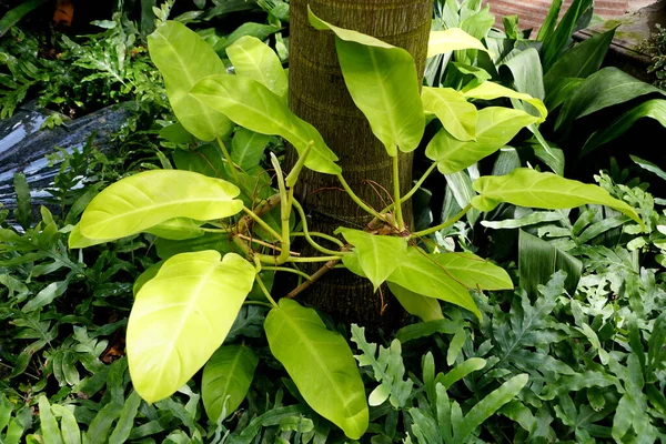 Ağaca tırmanan havadan kökleri olan büyük bir Philodendron limonu.