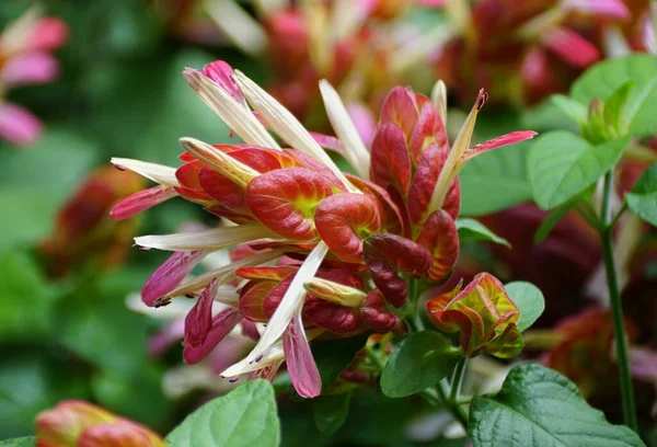 Flor Roja Única Una Planta Camarones Con Nombre Científico Justicia — Foto de Stock