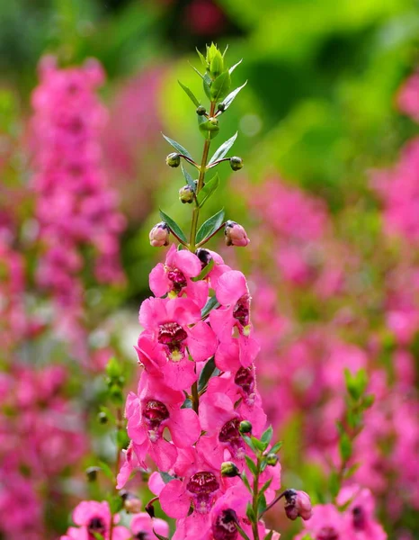Bright Pink Angelonia Tiny Flowers Blooming Summer — Stock Photo, Image