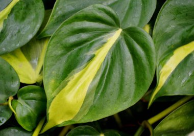 Philodendron Brasil 'in sarı ve yeşil varyasyonlu yaprağına yakın çekim