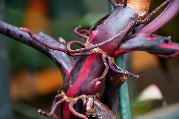 Zbliżenie Różnych Łodyg Korzeni Lotniczych Philodendron Pink Princess — Zdjęcie stockowe