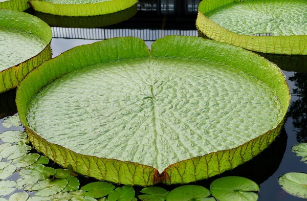 Grande Pad Ibrido Water Platter Lily Sulla Cima Uno Stagno — Foto Stock