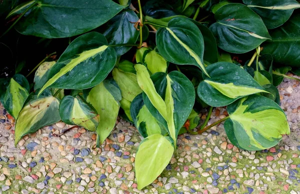 Daun Beraneka Warna Kuning Dan Hijau Philodendron Brasil — Stok Foto
