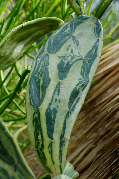 Változatos Prickly Pear Kaktusz Tudományos Nevén Nopalea Cochenillifera — Stock Fotó