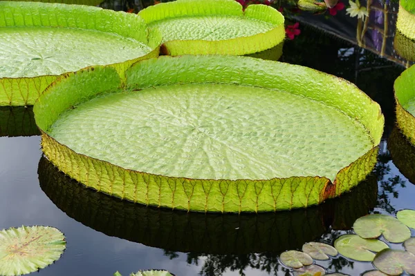 Grande Pad Ibrido Water Platter Lily Sulla Superficie Uno Stagno — Foto Stock