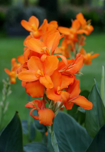 Hermosas Flores Canna Cannova Orange Shades Plena Floración Verano — Foto de Stock