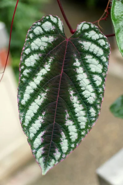 Vackert Vitt Och Grönt Mönster Cissus Missfärgning Löv Även Känd — Stockfoto