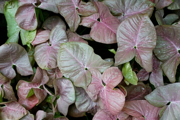 Groene Licht Paarse Kleur Bladeren Van Syngonium Neon Robusta Ook — Stockfoto