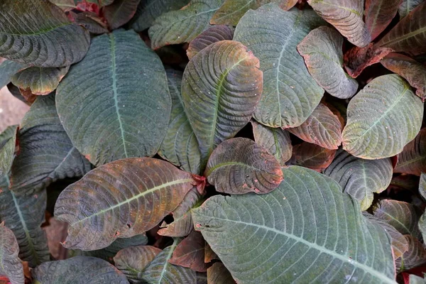 Gros Plan Feuille Multicolore Plante Hoffmannia — Photo