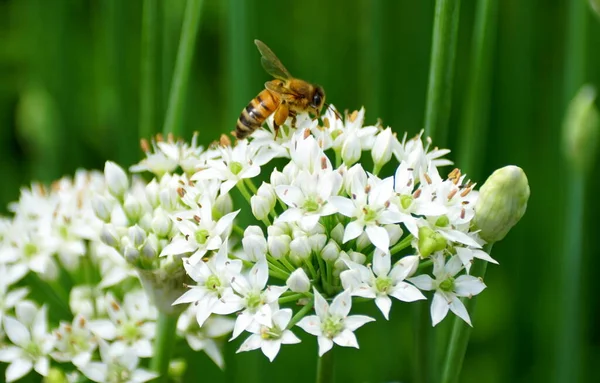 Arılar sebze bahçesindeki beyaz soğan çiçeklerini tozluyorlar.