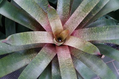 The top view of a Vriesea Kiwi Sunset rosette structure, featuring strap-like leaves with fine, mottled yellow-green banding against a darker green base.