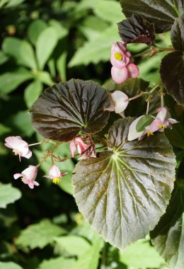 Close-up of a flowering Wax Begonia 'Stonehedge Rose Bronze Leaf' featuring dark, textured leaves contrasting with delicate, pale pink blossoms