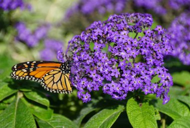 Closeup of a Monarch butterfly resting on a cluster of vibrant purple heliotrope flowers.