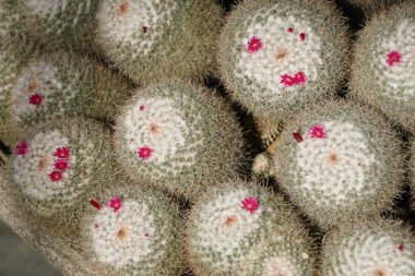 Globe-shaped Lace Cactus, characterized by woolly white areoles contrasting with the fine, grayish-green spines and tiny red flowers