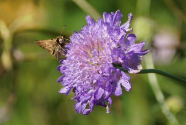 Canlı mor bir iğnelik çiçeğinin üzerinde dinlenen küçük kahverengi bir kelebeğin yakın çekimi..