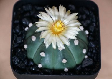 Astrophytum Asterias Kaktüsü 'nün Beyaz Çiçekle Açtığı Yakın Çekim