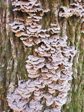 Parlak mantarlar ölü odunları parçalayarak orman ekosistemlerine yardım ederek besinleri geri dönüştürür ve ağaçlarda renkli, raf benzeri büyümeler oluştururlar..