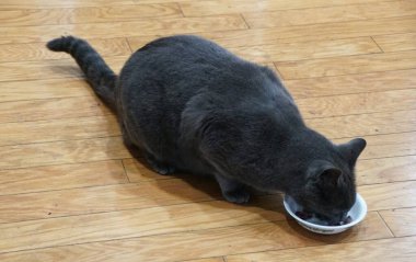 Gri bir kedi ahşap bir zemindeki desenli bir kaseden ıslak yiyeceklerin tadını çıkarır.