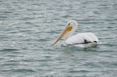 Beyaz bir pelikan, Bay Island, Siesta Key, Florida, ABD yakınlarındaki sakin suda kendine özgü gaga ve tüylerini sergileyerek huzur içinde yüzer.